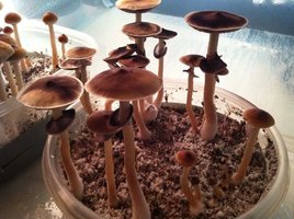Xapuri-empirefire-Mycotopia-IMG_0530.jpg