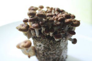 Xapuri DiscordSeed CM rsz_img_4931.jpg