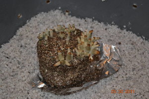 X7X-678139608-DSC_1327.jpg