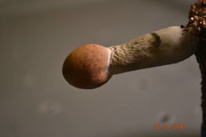 X7X-602446327-DSC_1212.jpg