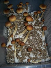 wikidzonz02.jpg
