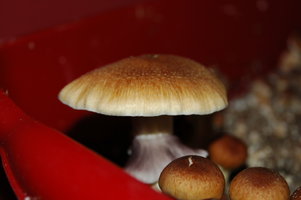 White-DSC_3287.jpg