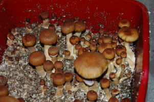 White-DSC_3286.jpg