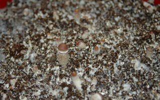 White-DSC_3147.jpg