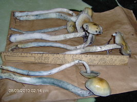 twisted-post-3612-0-10575300-1298647991.jpg