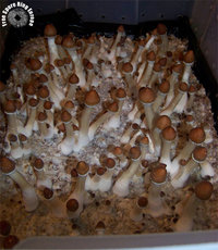 twisted-coast03.jpg