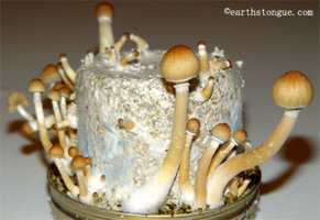 treasure-coast04.jpg
