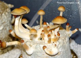 treasure-coast03.jpg
