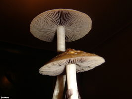 Transkey-DSC09785-1.jpg