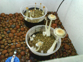 Transkey-2505571514_60ec6f9c05.jpg