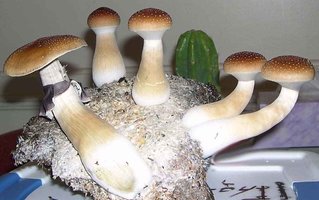 Transkei Man of Knowledge Mycotopia SA1.jpg
