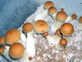 Man of Knowledge - Mushroom John - Mycotopia - SA-cubeabc.jpg