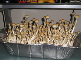 thai-tak-mountain05.jpg