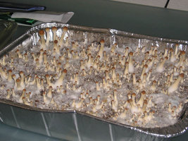 thai-tak-mountain03.jpg