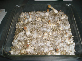 thai-tak-mountain02.jpg