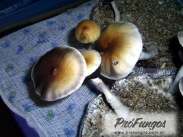 thai-pink-buffalo02.jpg