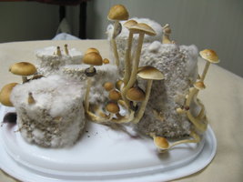 Pink-Buffalo-XxMushroomsxX-Mycotopia-IMG_0501.jpg