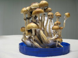 Pink-Buffalo-XxMushroomsxX-Mycotopia-IMG_0479.jpg