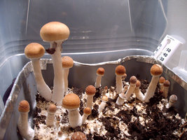 LIPA-017.jpg