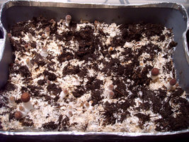 LIPA-015.jpg