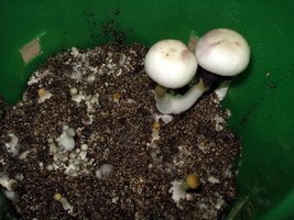 TKSS-albino-Lupelius-CM-061212-7.jpg