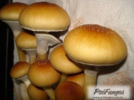 thailand-koh-samui08.jpg