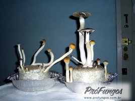 thai-koh-samui04.jpg