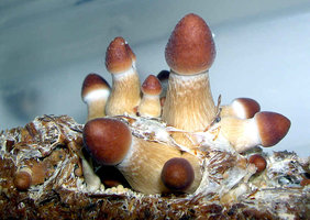TEG-dscn6444abc.jpg
