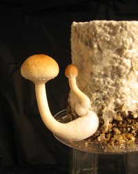 thai-elephant-dung02.jpg