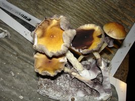 TED magicman shroomology DSC01579 (800x600).jpg