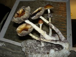 TED magicman shroomology DSC01578 (800x600).jpg