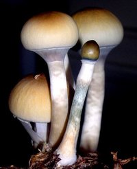 el_dung-man-of-knowledge-Mycotopia-1.jpg