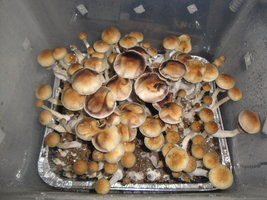Thai-Ban-Phang-Ka-sh1swaw-Mycotopia-rsz_dsc01420.jpg
