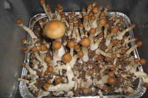 Thai-Ban-Phang-Ka-sh1swaw-Mycotopia-rsz_dsc01401.jpg