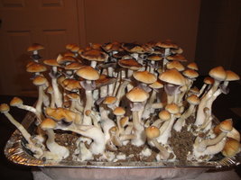 Thai-Ban-Phang-Ka-sh1swaw-Mycotopia-DSC01426.jpg