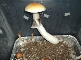 Thai-Ban-Phang-Ka-sh1swaw-Mycotopia-DSC01171.jpg