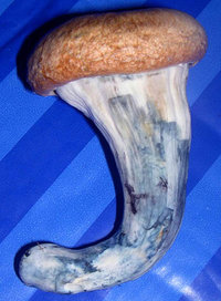 bnn2008-1.jpg