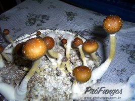 thai-ban-hua-thanon04.jpg