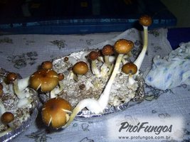 thai-ban-hua-thanon01.jpg