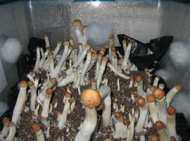 Texas-eatyualive-Mycotopia-txyccase1.jpg