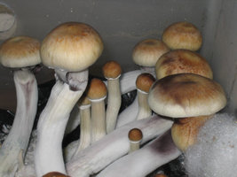 Texas-eatyualive-Mycotopia-txyc4.jpg