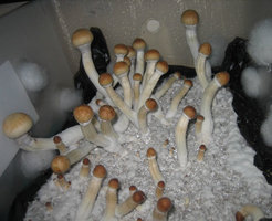 Texas-eatyualive-Mycotopia-texyc8.jpg