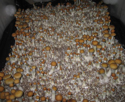 Texas-eatyualive-Mycotopia-texstubs.jpg