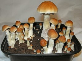 Psilocybe-cubensis-Texas_Leucistic.jpg