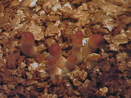 tequila-spikes04.jpg