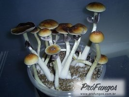 teonanacatl09.jpg