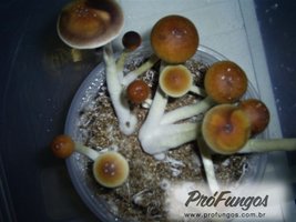 teonanacatl08.jpg
