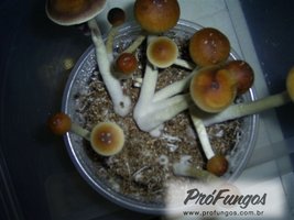 teonanacatl07.jpg