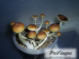 teonanacatl03.jpg