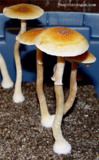 tasmanian09.jpg